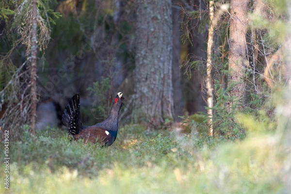 Obraz Male western capercaillie