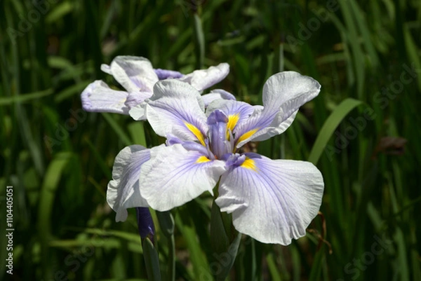 Fototapeta 深海の色　花菖蒲
