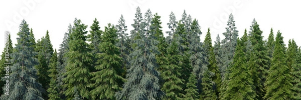 Fototapeta 3d rendering of the dense pine forest on transparent background. Wide seamless nature panorama landscape cutout