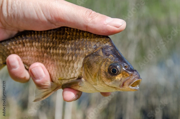 Obraz Karas in the hands