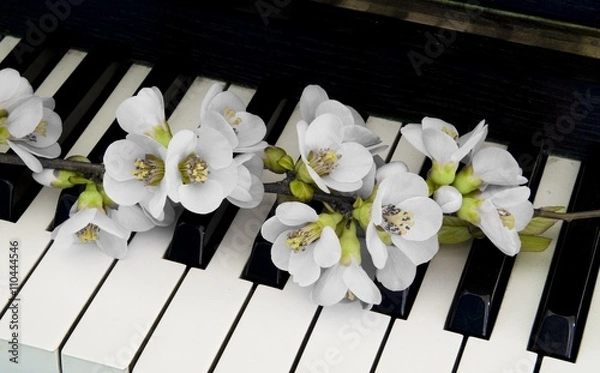 Fototapeta Condolence card - flower on piano