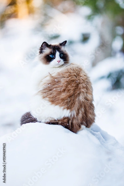 Obraz Ragdoll cat in the snow