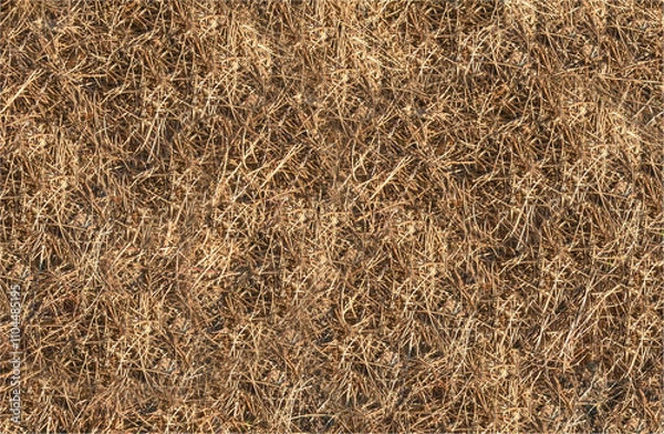 Obraz Background of pine needs dry and on the ground