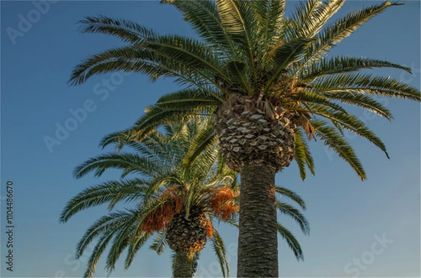 Obraz Two date palms against a clear blue spanish sky in Autumn