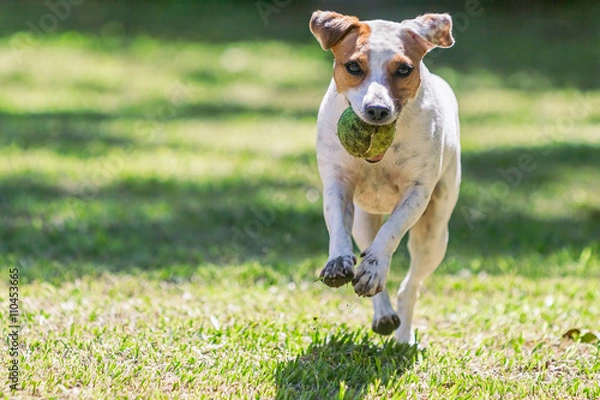 Obraz Close Up Jack Russell Terrier Running