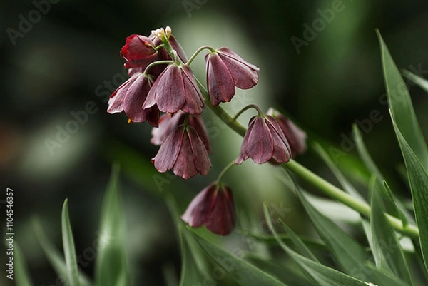 Fototapeta pink flower