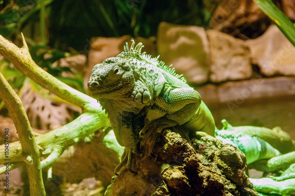 Fototapeta A green iguana is laying on a log in a tank