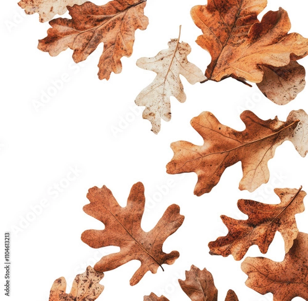 Fototapeta Autumn leaves scattered on a plain background, cut out - stock png.