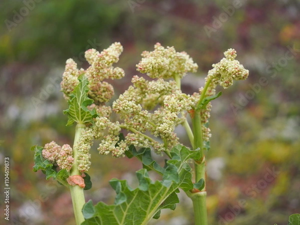 Obraz ルバーブの花の生態写真