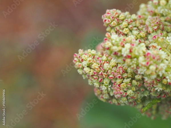 Obraz ルバーブの花の生態写真