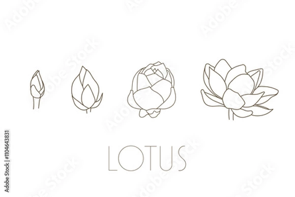 Fototapeta 蓮の花　スイレン　水連　花　イラスト　線画　シンプル　透過
