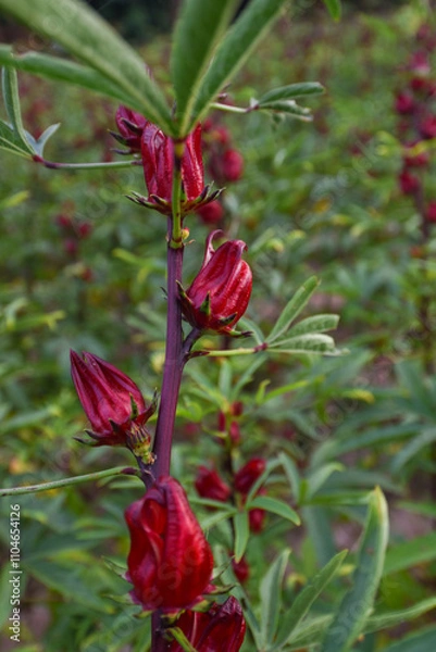 Obraz This appears to be the roselle plant (Hibiscus sabdariffa), commonly grown for its edible calyxes, which are used in teas, jams, and beverages.