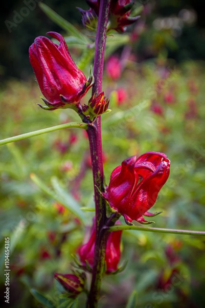 Obraz This appears to be the roselle plant (Hibiscus sabdariffa), commonly grown for its edible calyxes, which are used in teas, jams, and beverages.