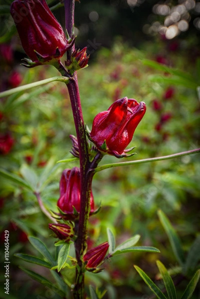 Obraz This appears to be the roselle plant (Hibiscus sabdariffa), commonly grown for its edible calyxes, which are used in teas, jams, and beverages.