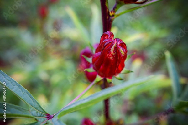 Obraz This appears to be the roselle plant (Hibiscus sabdariffa), commonly grown for its edible calyxes, which are used in teas, jams, and beverages.