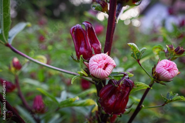 Obraz This appears to be the roselle plant (Hibiscus sabdariffa), commonly grown for its edible calyxes, which are used in teas, jams, and beverages.