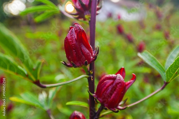 Obraz This appears to be the roselle plant (Hibiscus sabdariffa), commonly grown for its edible calyxes, which are used in teas, jams, and beverages.