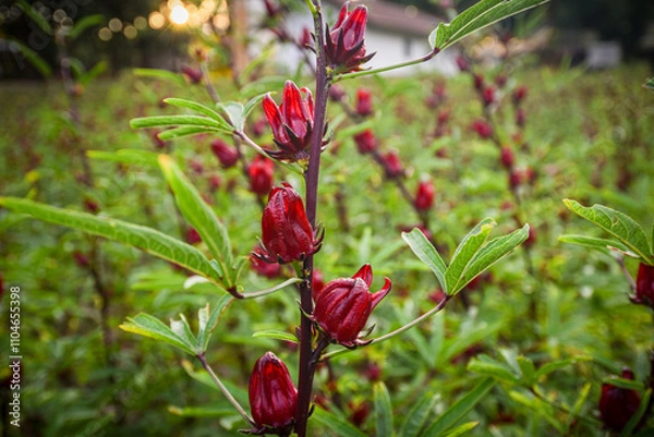 Obraz This appears to be the roselle plant (Hibiscus sabdariffa), commonly grown for its edible calyxes, which are used in teas, jams, and beverages.