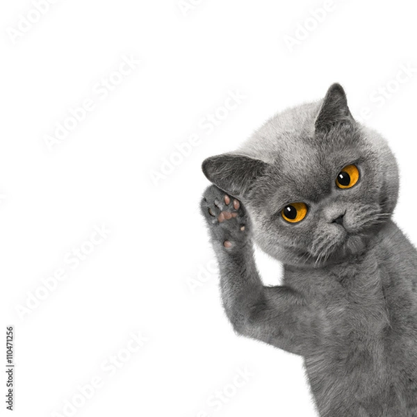 Fototapeta cat listens attentively to somebody
