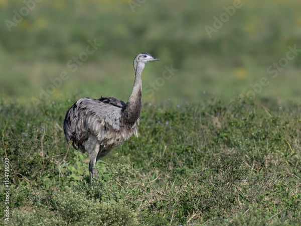 Fototapeta A rhea grazing in a grassy field