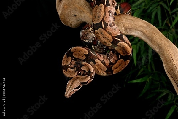 Obraz Red Tailed Boa (Boa constrictor).