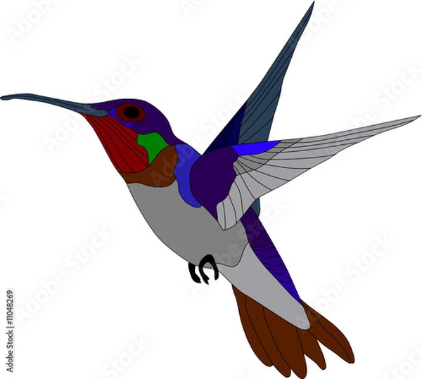 Obraz vector - hummingbird isolated on white background