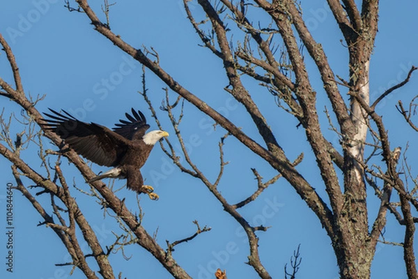 Fototapeta bald eagle in flight