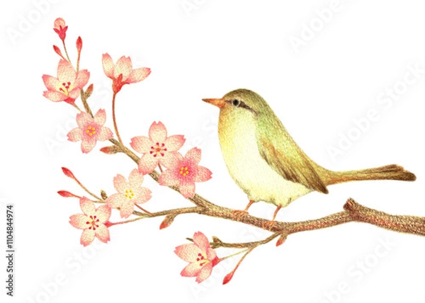 Fototapeta 桜の枝に止まるウグイス　手描き色鉛筆画