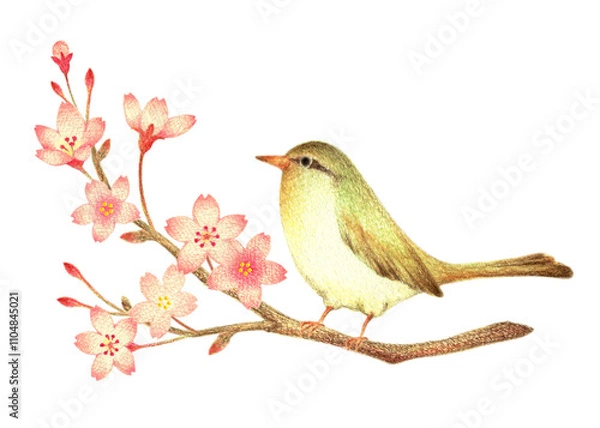 Fototapeta 桜の小枝に止まるウグイス　手描き色鉛筆画