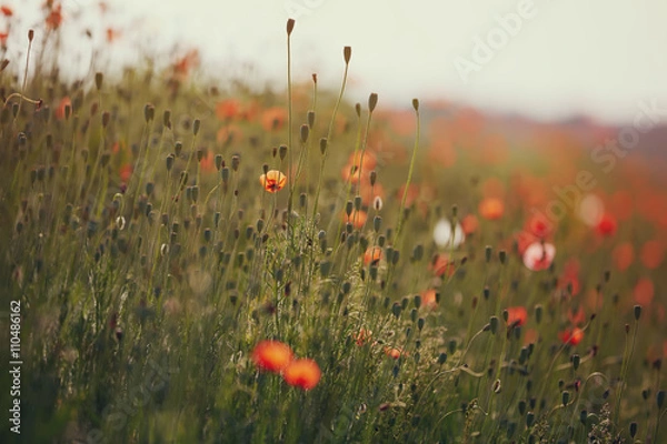 Obraz beautiful poppy flowers