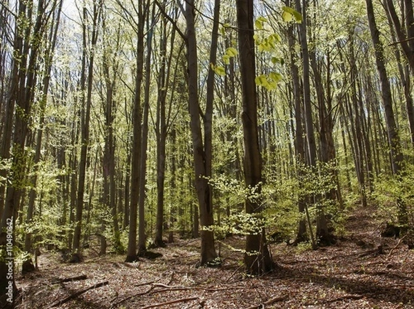 Fototapeta trees in forest at spring