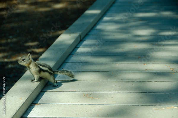 Obraz squirrel on the sidewalk