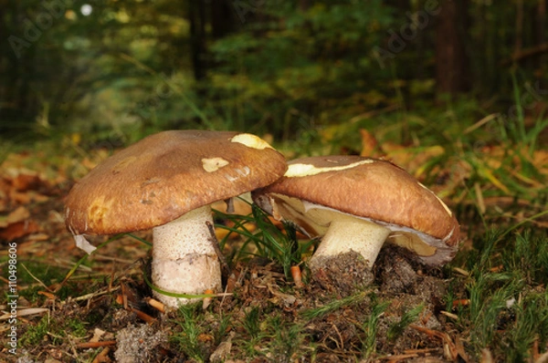 Obraz Suillus luteus fungus, commonly referred to as slippery jack or sticky bun in English speaking countries