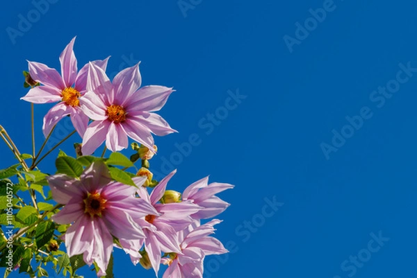 Obraz 晩秋の晴天に皇帝ダリアの大輪が咲いていた