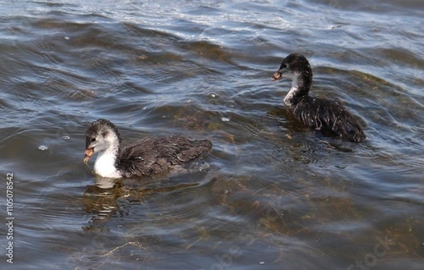 Obraz Two Common coot baby chicks swimming and eating. Eurasian coot (Fulica atra) young ducklings feeding on waterweeds. Juvenile Australian coot offsprings holding algae in beak. Action foto.