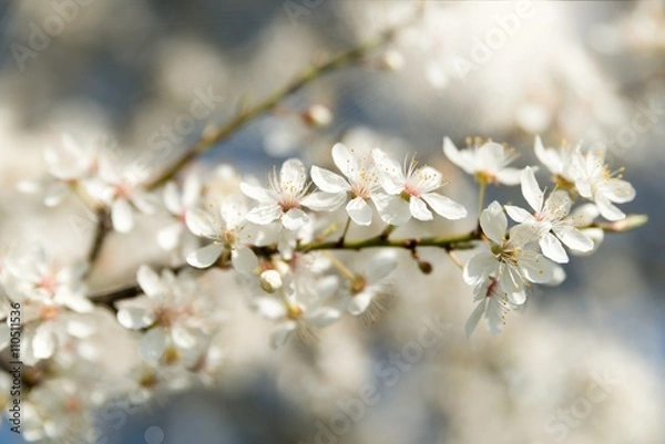 Obraz Spring Blooming