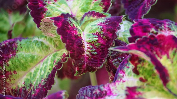 Obraz red and green leaf