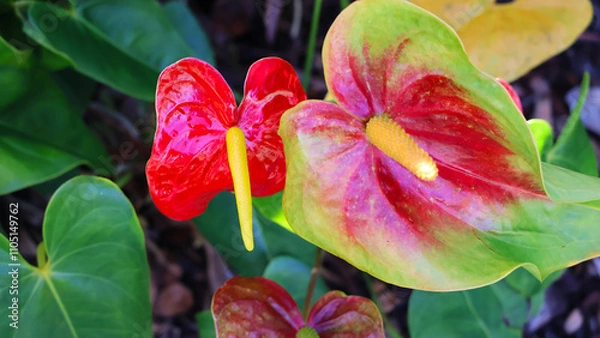 Obraz red and green plant