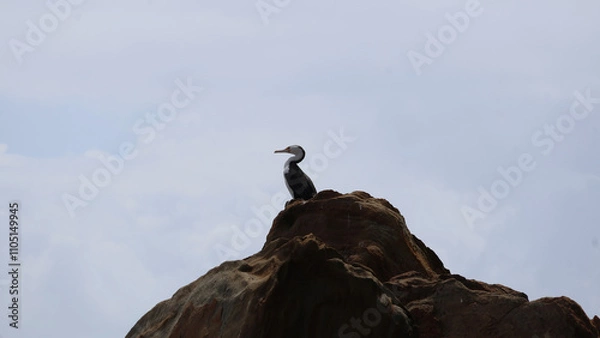 Obraz Bird at the coastal rocks