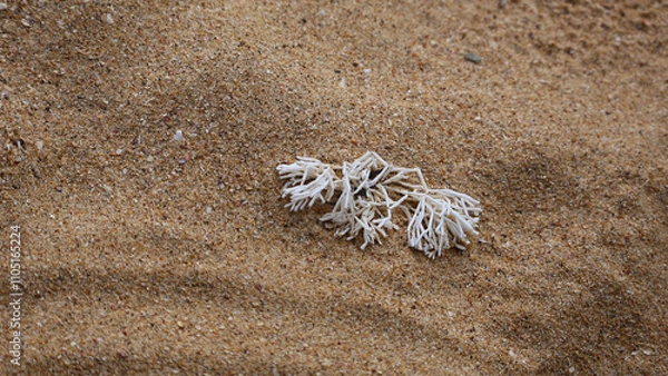 Obraz sand beach dried coral white 