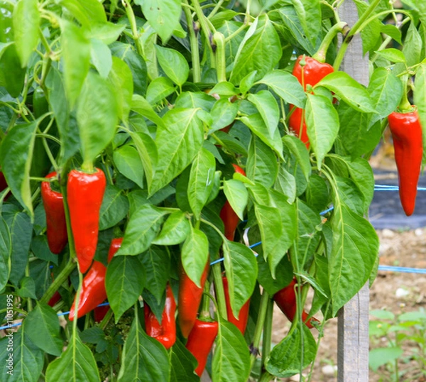 Obraz Culture de piments