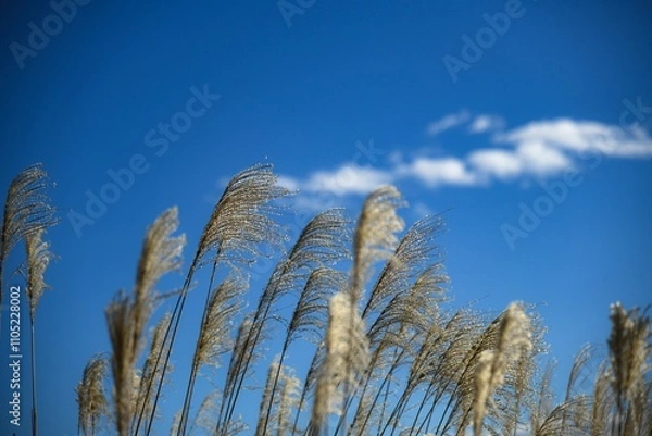 Obraz ススキ秋　もうすぐ冬