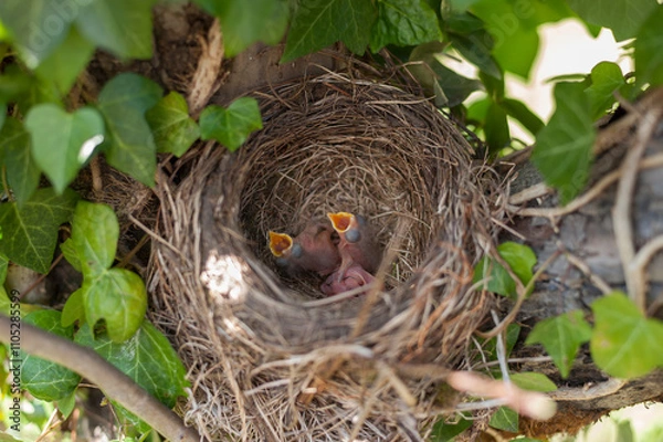 Fototapeta Close-Up View of Nestlings in a Cozy Tree Nest