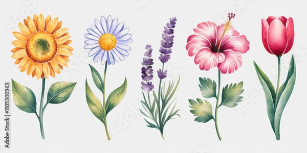 Obraz Watercolor Floral Collection:  A delicate and vibrant collection of five watercolor illustrations featuring a sunflower, daisy, lavender, hibiscus, and tulip.