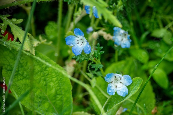 Fototapeta wildflowers
