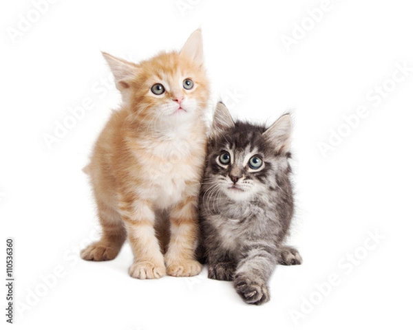 Fototapeta Cute Orange and Black Tabby Kittens Together
