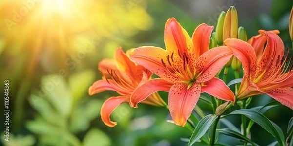 Fototapeta Vibrant Tiger Lily blooming in a lush garden during summer, showcasing the beauty of nature with striking Tiger Lily flowers in full bloom amidst greenery in a sunny setting.