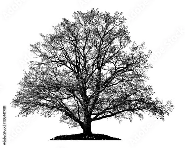 Obraz Natural silhouette of oak tree. Silhouette of natural oak tree on white background. 