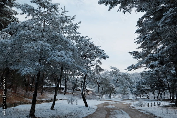 Obraz 대한민국 전통의 건축물 한옥과 눈 쌓인 소나무에 상고대 함박눈이 어우러진 푸른 하늘의 하얀 겨울의 설경