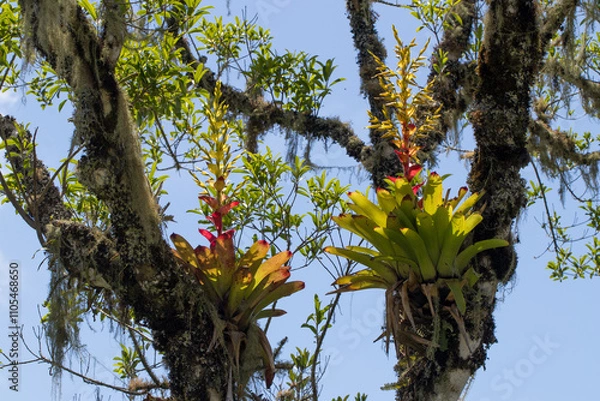 Obraz Tree with plants and bromeliads.